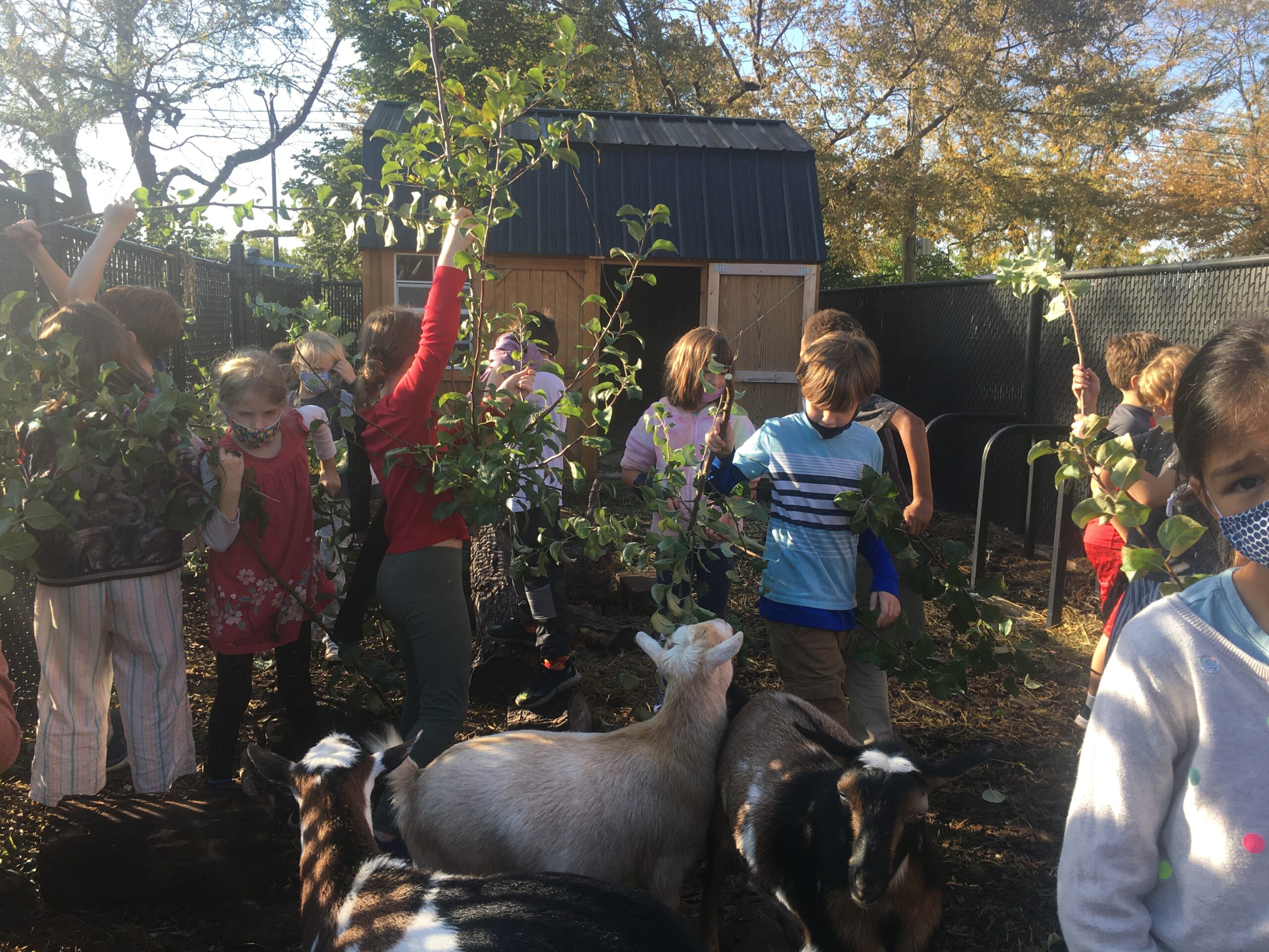 3rd grd with goats